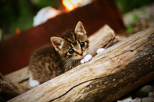 “青少年足球训练营新体系全面启用，激发足球梦想”，青少年足球培训班