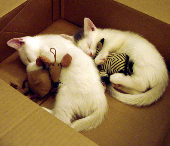 球员转介绍：谁将在未来五年内成为联盟领袖？，2020年球员转会