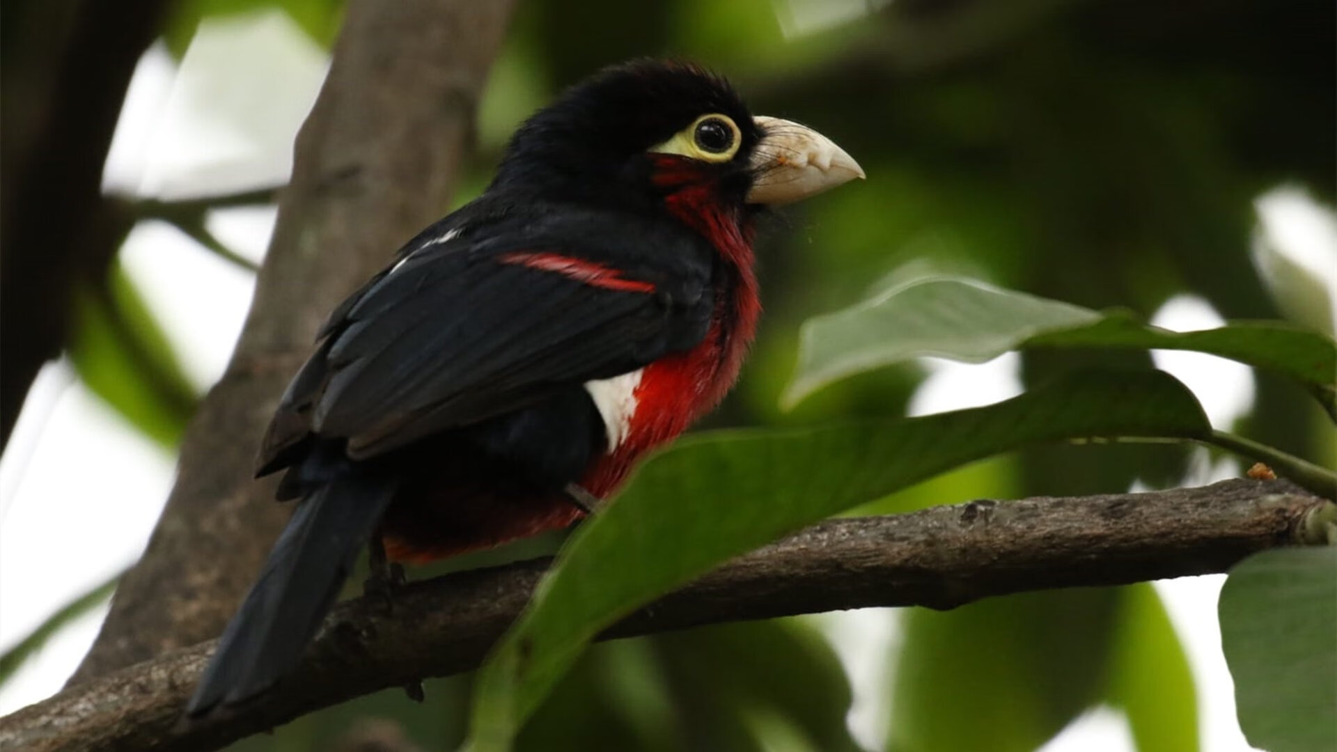 CS_GO社区讨论战队未来布局，csgo各大战队