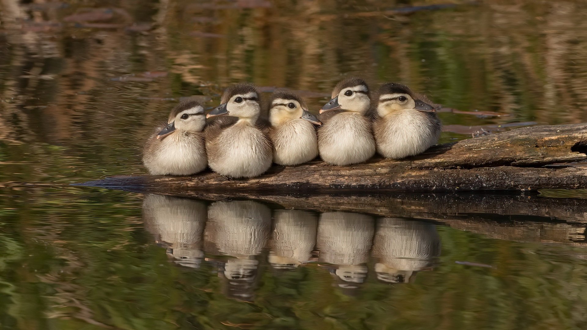 中国足球联赛战况异常激烈，各队球员全力以赴，中国足球队比赛情况