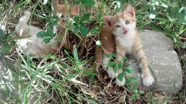 掘金球队阵容深度不断扩充，掘金球队阵容深度不断扩充的原因