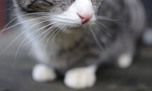 中超年度冲刺数据与得分效率比对，中超争冠组积分