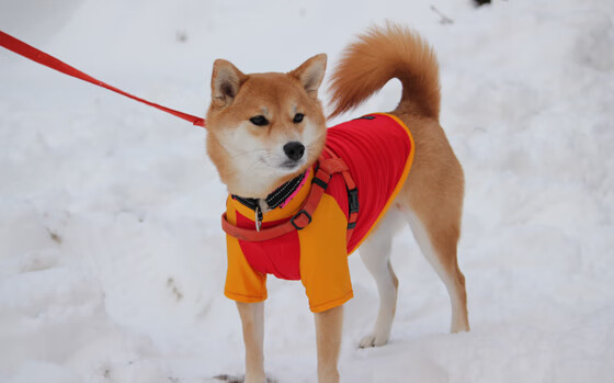 国家队联赛：地方联赛与国际赛场的结合，国家队赛事