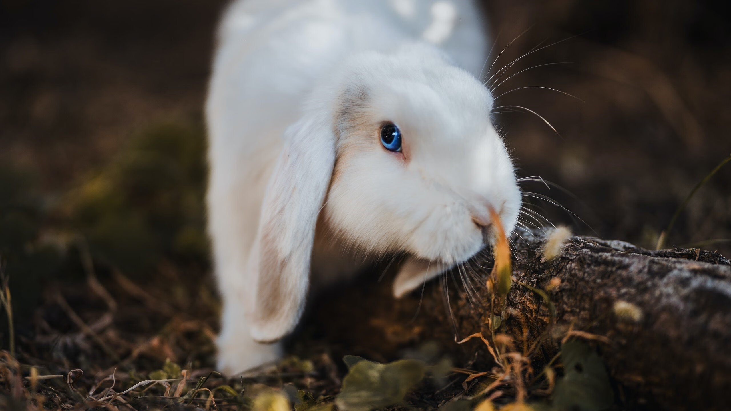 英超球员连续作战周期中体能下降阈值与战术执行失真率关系