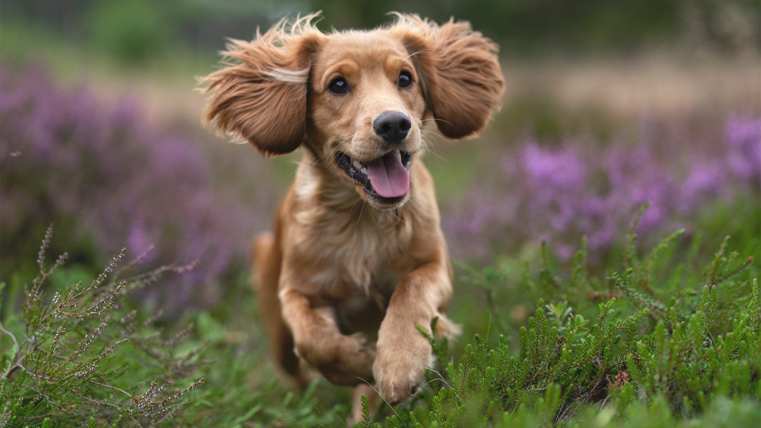 “垒球赛：新都兴城赛场，胜利就在眼前！”