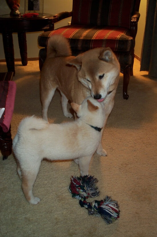 争四大战心理适应关键战如何部署战术形式，战争心理战典型案例