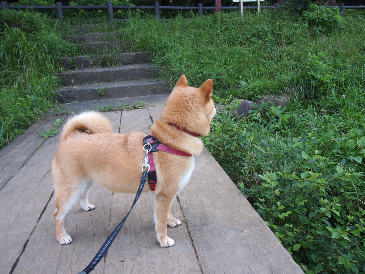 中国羽协宣布全国青少年分站赛恢复举办，中国青少年羽毛球队