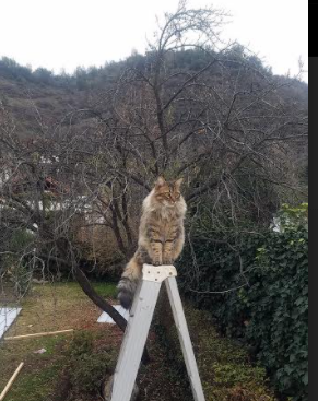 巴黎圣日耳曼继续领跑法甲，提前锁定冠军目标