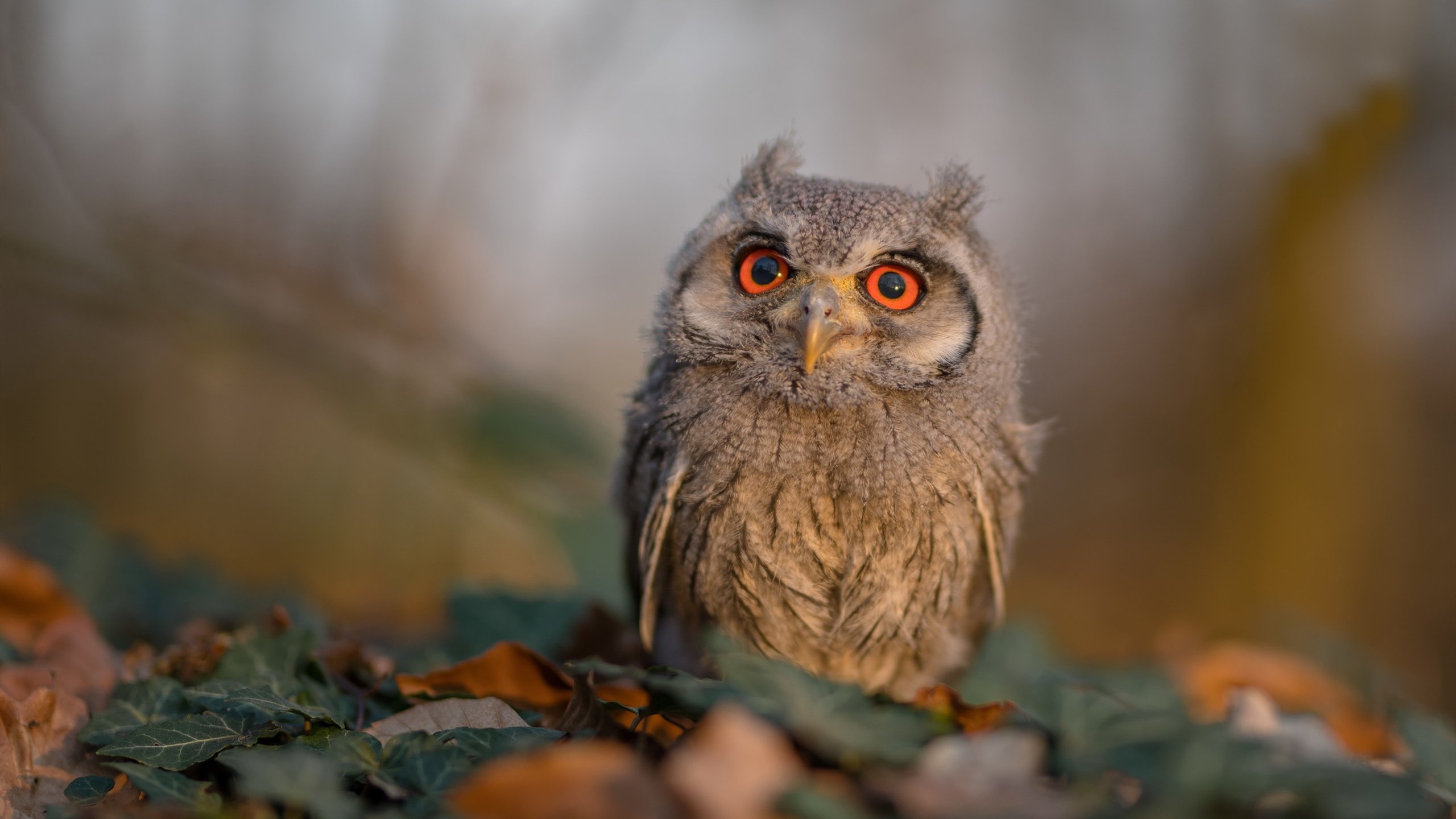 张雨霏水球技巧多样化,张雨霏游泳比赛完整视频