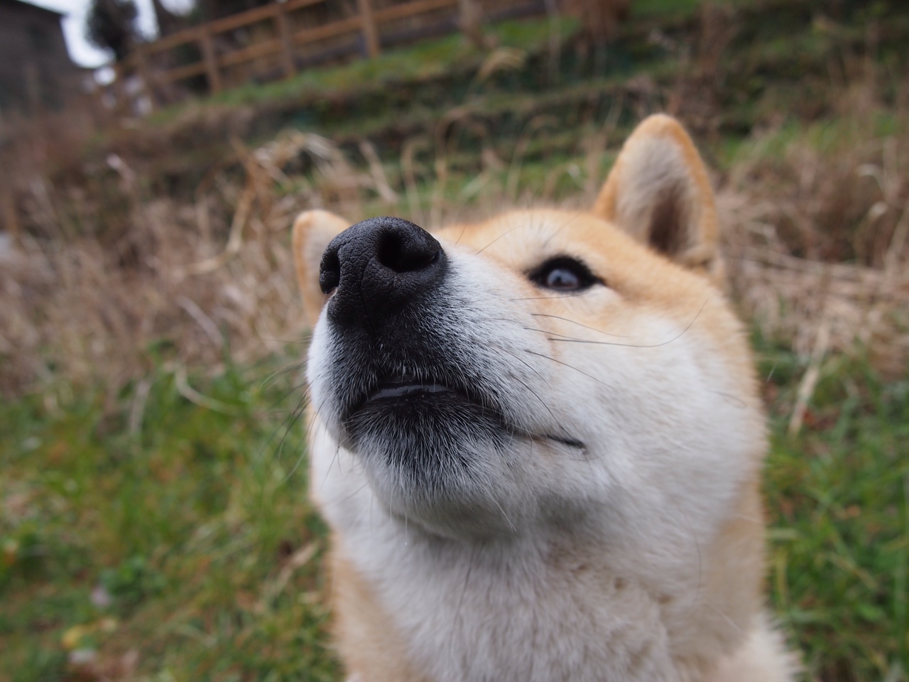 森林狼签约欧洲潜力新人展开培养计划,森林狼球员名单