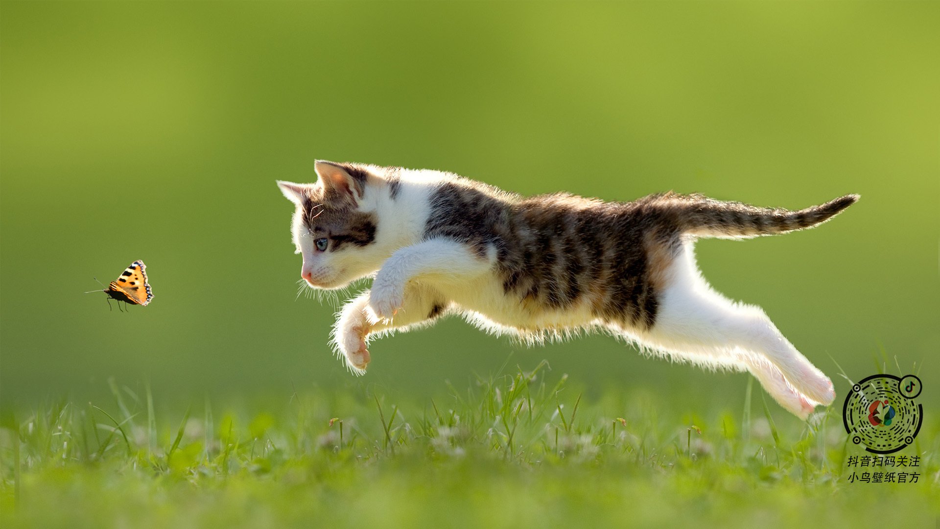 比利时男篮在国际赛场中连续战胜强敌