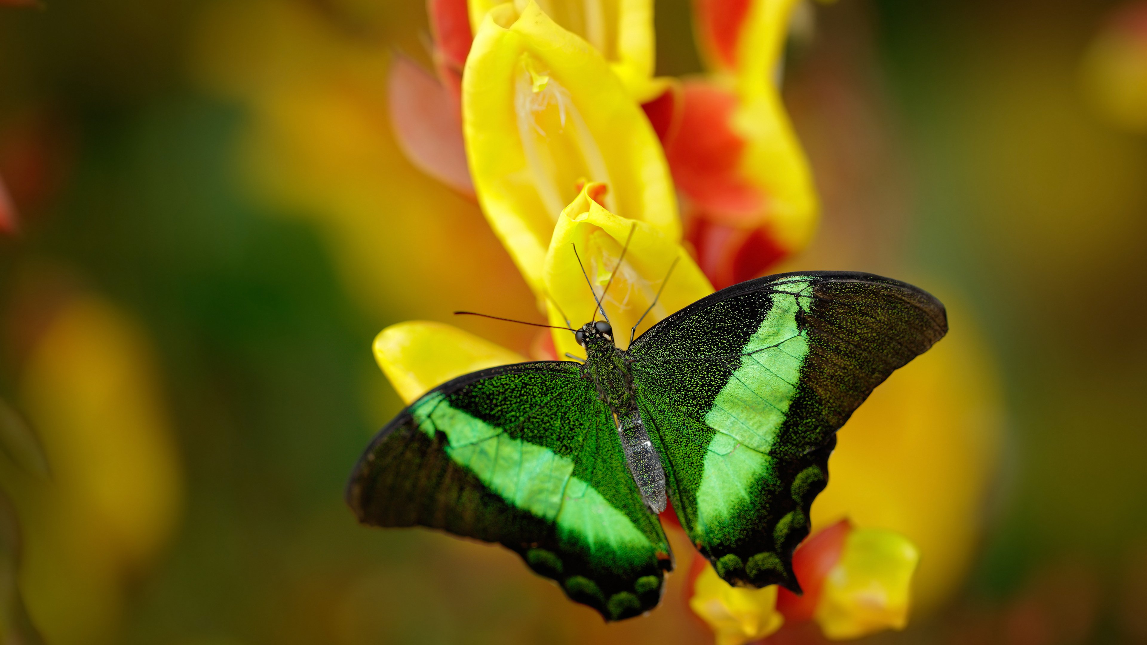 美国女子接力队赛场表现引发热议，奥运会美国女子接力赛重跑