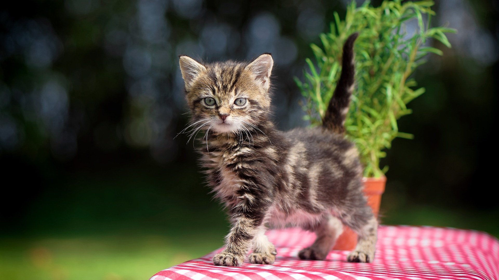 自由泳项目荷兰男将展现速度，荷兰弟游泳